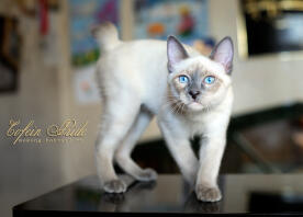 Mekong bobtail kitten blue-point of cofein pride, mekong-bobtail.ru, worldwide shipping of kittens