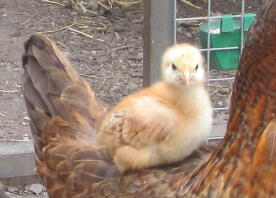 Rhode island red chick