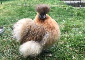 Silkie Chicken in Garden