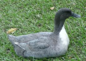 Swedish blue duck sitting on grass