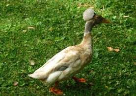 Crested Duck in public park