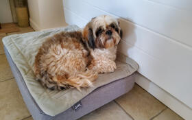 A dog resting in the Topology dog bed.