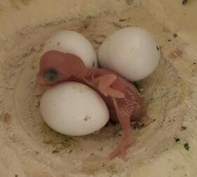 Baby budgie hatching.