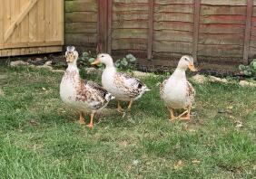 Three ducks in garden