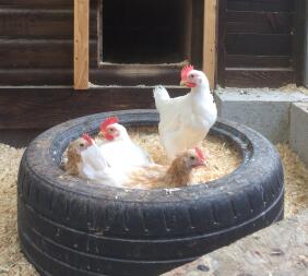 Four chickens in a tyre in a chicken coop in a garden