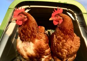 Chickens peeking out of their Eglu Coop