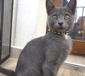 A grey cat with green eyes and a dark collar