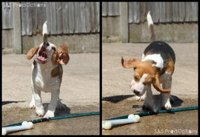 Bramble loves water !!