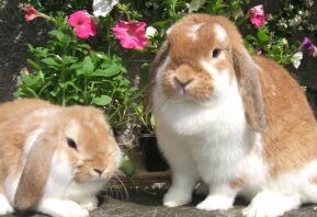 A dwarf lop rabbit.