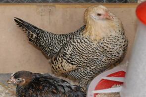 A pair of pencilled hamburg pullets.