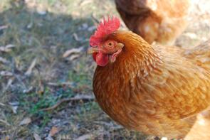 an orange lincolnshire buff chicken stood on a lawn