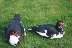 Muscovy pair