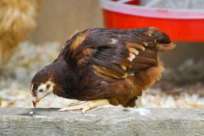 A rhode island red chicken pecking around.