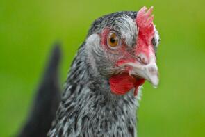 A speckledy pullet close up.