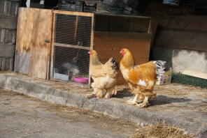 two chickens in a garden with a large wooden chicken coop