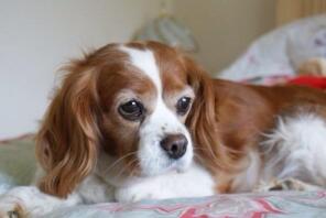 Perdi my adored blenheim
