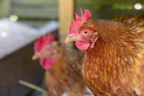 two rhode island red chickens