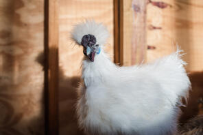 A white silkie chicken with beautiful feathers.