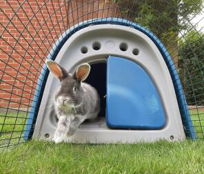 A rabbit jumping out a blue Eglu Classic rabbit hutch.