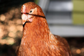 Close up of chicken