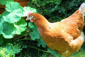 Chicken in garden