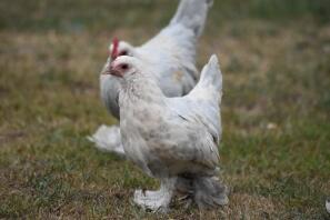 two white booted bantam chickens in a garden walking across a lawn