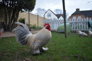 a booted bantam cockerel walking across a lawn in a garden with a go up in the background