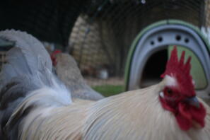 a booted bantam chicken in front of an eglu chicken coop