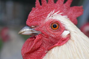 a booted bantam hen close up image of its face