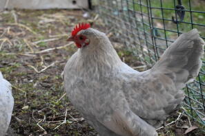 a booted bantam hen with pale feathers in a chicken run