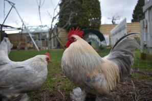 a booted bantam hen and cockerel in a garden