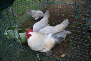 four booted bantam chickens in a garden in a chicken run feeding from a grub