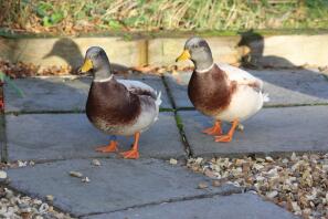 Two ducks walking on some pavement