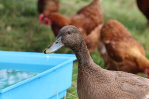Campbell chilling with the chickens