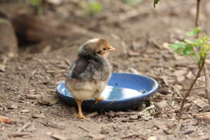 Cream legbar male chicken