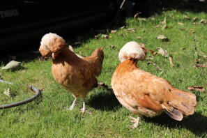 two orange polish chickens walking on grass