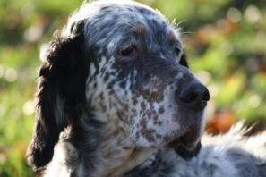 A close up of a English Setter dog.