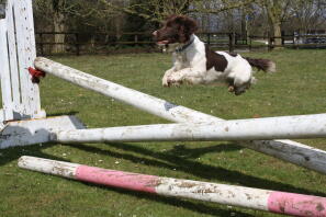 a brown and white springer spaniel jumping over a horse jump