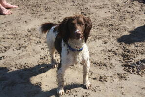 an English springer spaniel on a beach