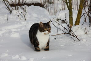 Cat in snow