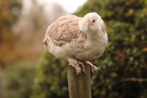 Chicken sitting on pole