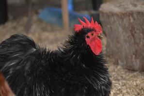 Humphrey the cockerel 