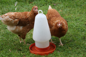 two orange chickens drinking from a feeder in a garden