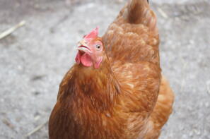 A gingernut ranger chicken called Pixie.