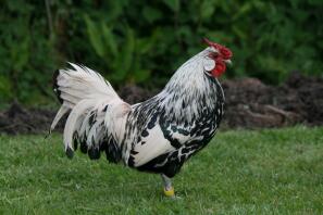 Silver spangled cockerel