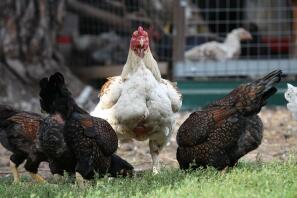 Indian Game Chickens hunting for food