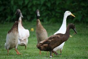 5 runner ducks