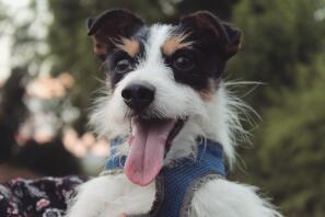 a long haired tri colour black brown and white jack russell being held by its owner