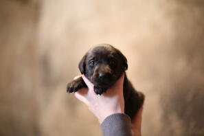 Lab puppy