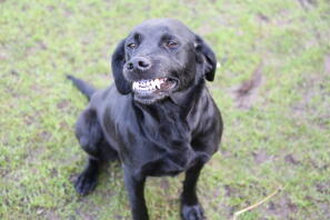 a black Labrador dog on a walk in the grass